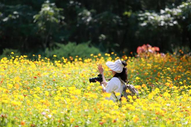 开元体育网站入口一镜走天下之北京奥森公园百日菊初秋花海美不胜收(图4)